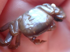 Cyclograpsus insularum