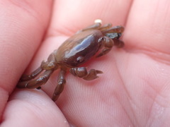 Cyclograpsus insularum