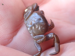 Cyclograpsus insularum