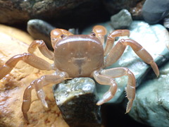 Cyclograpsus insularum