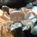 Cyclograpsus insularum - Photo (c) Kelvin Perrie, some rights reserved (CC BY), uploaded by Kelvin Perrie