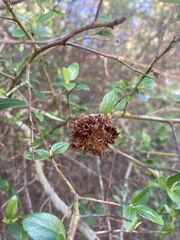 Ceanothus oliganthus sorediatus