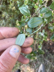 Ceanothus oliganthus sorediatus