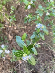 Ceanothus oliganthus sorediatus