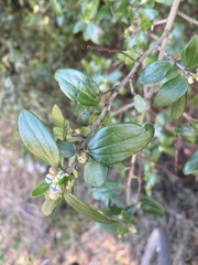 Ceanothus oliganthus sorediatus