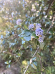 Ceanothus oliganthus sorediatus