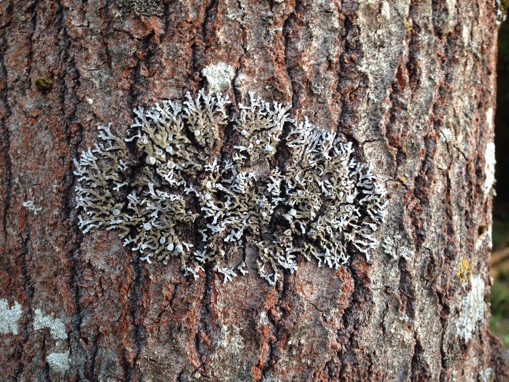 Physconia pulverulenta
