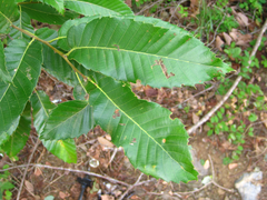 Castanea crenata