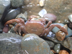 Cyclograpsus insularum