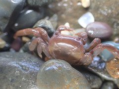 Cyclograpsus insularum