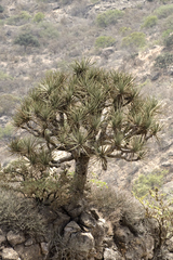 Dracaena serrulata