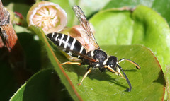 Odynerus dilectus