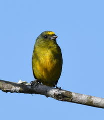 Euphonia mesochrysa