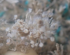 Entoprocta