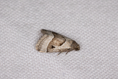 Narangodes nigridiscata
