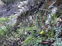 Lomatium hallii