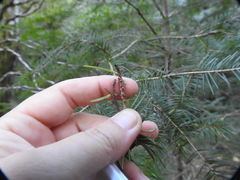 Argyresthia pseudotsuga