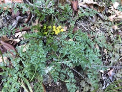 Lomatium hallii