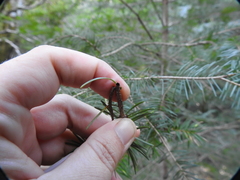 Argyresthia pseudotsuga