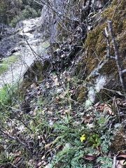 Lomatium hallii