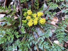 Lomatium hallii