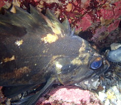 Sebastes chrysomelas