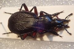Carabus apschuanus pseudoplatessa