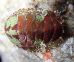 Dendrochiton flectens