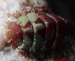 Dendrochiton flectens