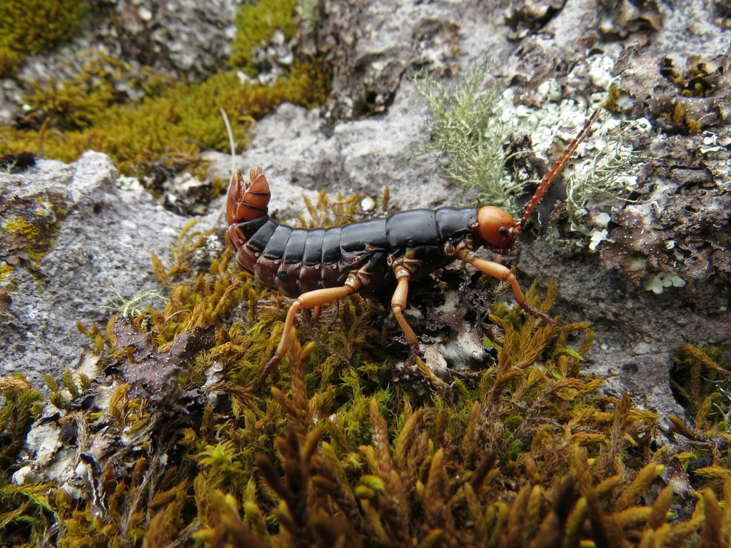 Autolyca sphaerocephala