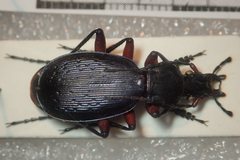 Carabus apschuanus pseudoplatessa