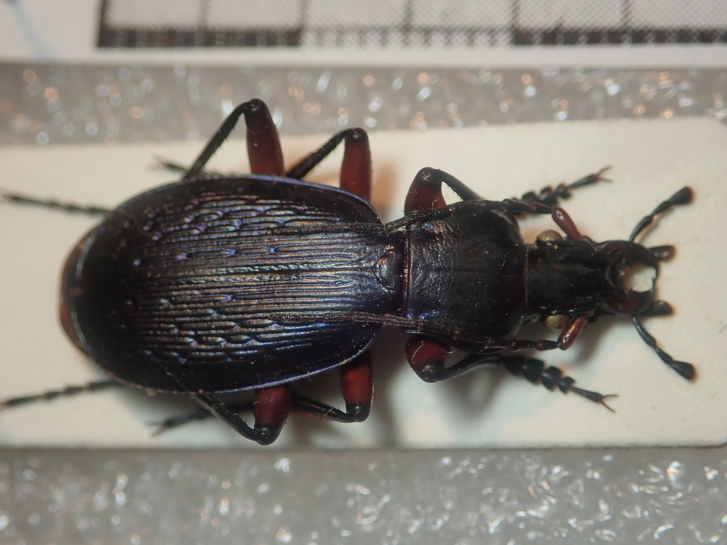 Carabus apschuanus
