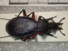 Carabus apschuanus pseudoplatessa