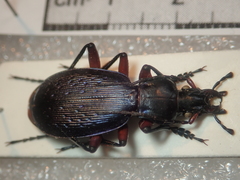Carabus apschuanus pseudoplatessa
