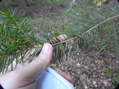 Contarinia pseudotsugae