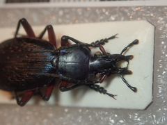 Carabus apschuanus pseudoplatessa