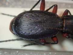 Carabus apschuanus pseudoplatessa