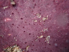 Aplysilla polyraphis