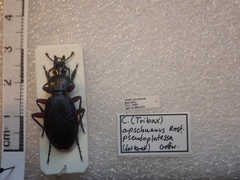 Carabus apschuanus pseudoplatessa