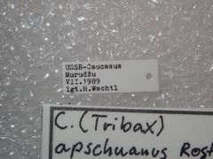 Carabus apschuanus pseudoplatessa