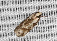 Palimmeces variegata