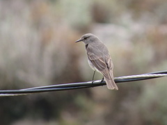 Cnemarchus rufipennis