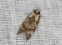 Palimmeces variegata