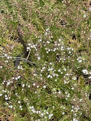 Pseudonaja inframacula