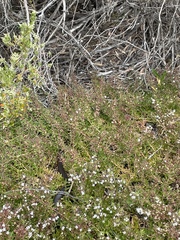 Pseudonaja inframacula