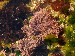 Ellisolandia elongata