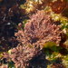 Coralline Red Algae - Photo (c) Duarte Frade, some rights reserved (CC BY), uploaded by Duarte Frade