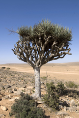 Dracaena serrulata