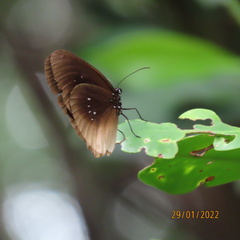 Euploea alcathoe