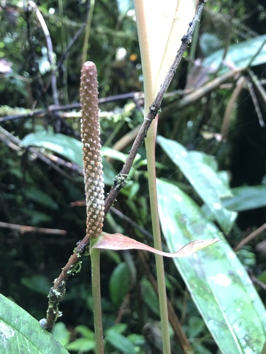Anthurium caucanum, photograph 3